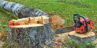 Best Tree and Shrub Care  in Southlake, TX