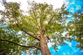 Best Tree Trimming and Pruning  in Southlake, TX