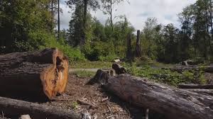 How Our Tree Care Process Works  in  Southlake, TX
