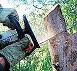 Best Tree Risk Assessment  in Southlake, TX