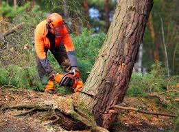Best Utility Line Clearance  in Southlake, TX