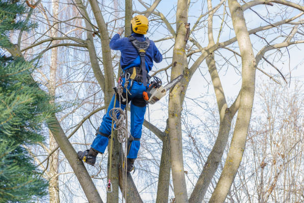 Professional Tree Services in Southlake, TX