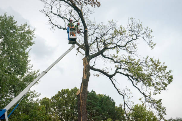 Best Storm Damage Tree Cleanup  in Southlake, TX