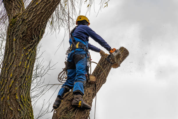 Best Palm Tree Trimming  in Southlake, TX