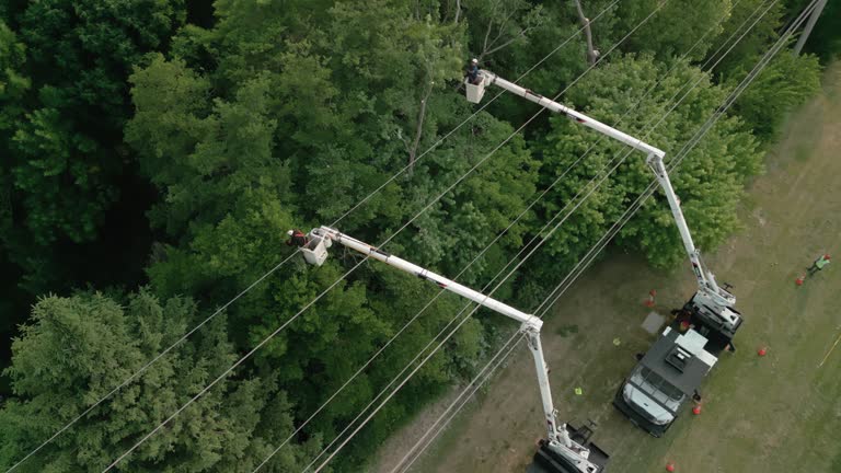 Best Tree Disease Treatment  in Southlake, TX